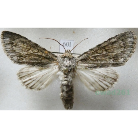 Acronicta aceris (Linnaeus, 1758) Wieczernica klonówka Czech60l